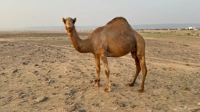 للبيع ملاقي ساحليه حمرا مشروطه بتلد 7