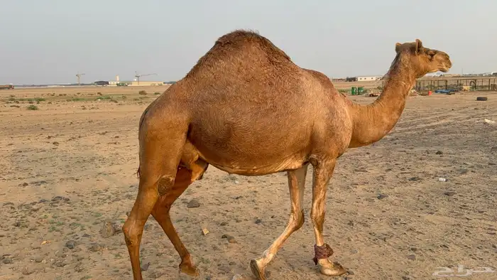 للبيع ملاقي ساحليه حمرا مشروطه بتلد 1