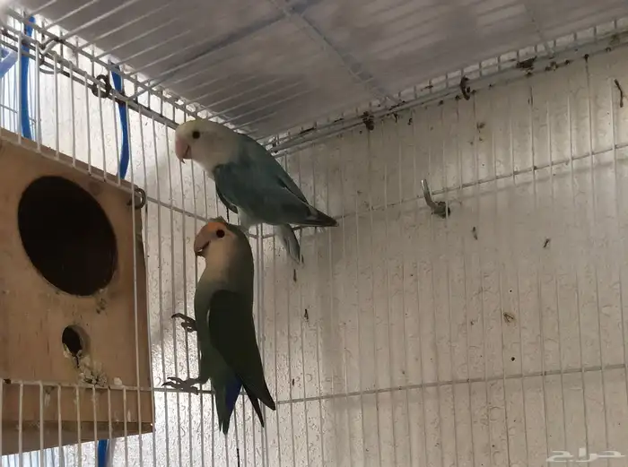 للبيع 5 اجواز روز شرط انتاج بيع جمله ما فيه تفريد 3