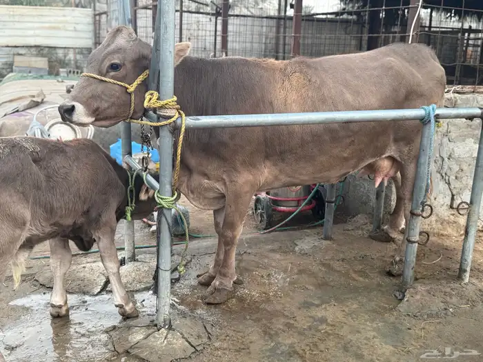 بقره سويسريه براون تحتها عجل 1