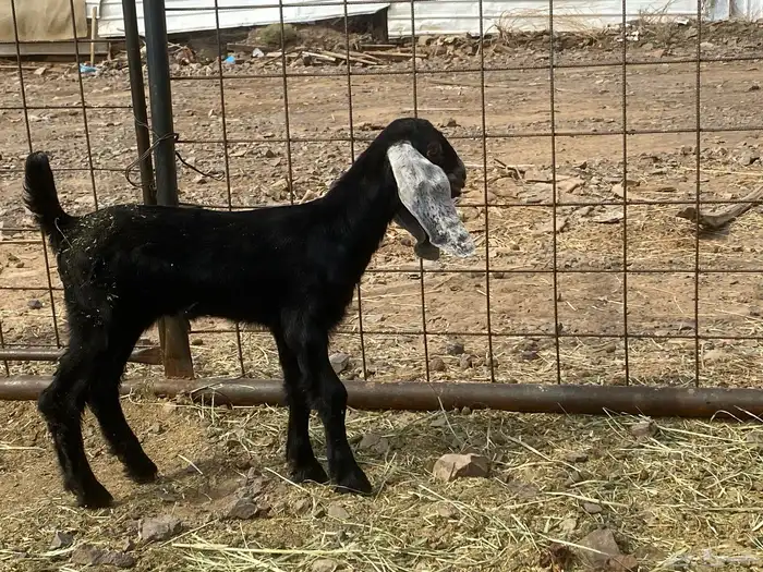 داغور تيس يرضع من اي شاه شرط 1