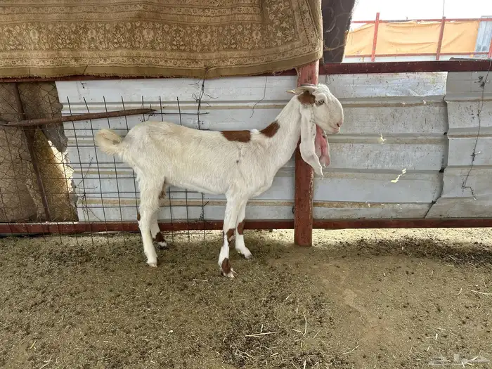 عنز هولنديه ب200 ريال 1