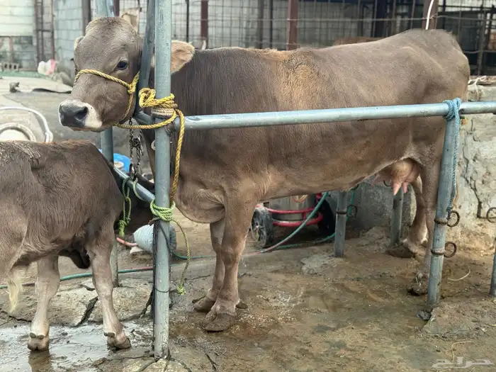 بقره سويسريه براون تحتها عجل 4