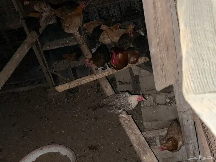 للبيع دجاج بلدي 4