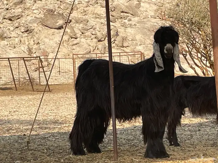 تيس عارضي رباع 2