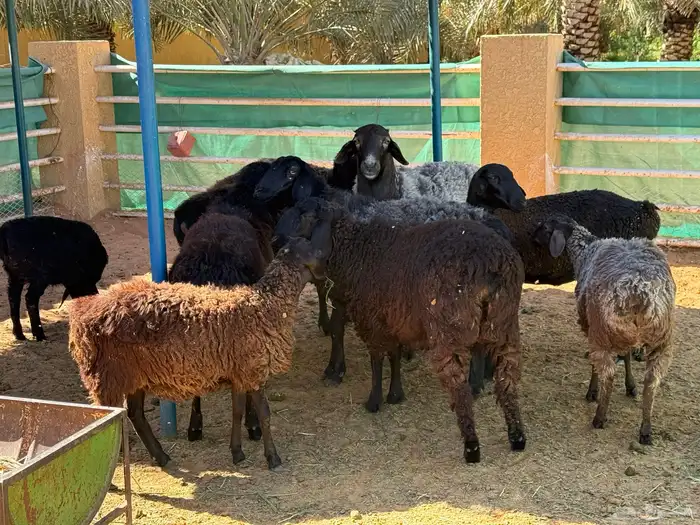 غنم أفغاني نوادر 2