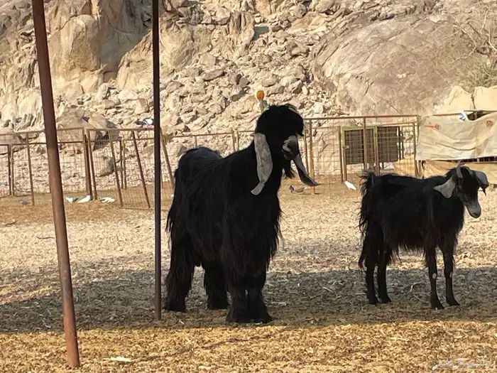 تيس عارضي رباع 3