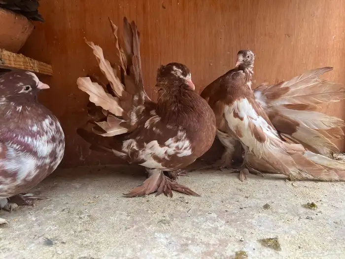 لعشاق الحمام الفاخر 0