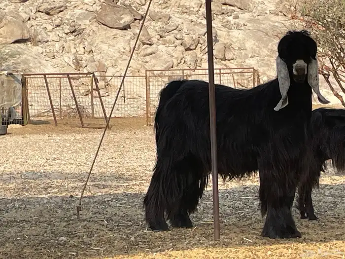 تيس عارضي رباع 1