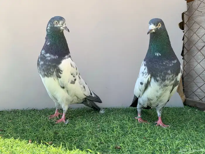 جوز تيدي سلارا 1