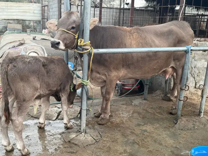 بقره سويسريه براون تحتها عجل 2