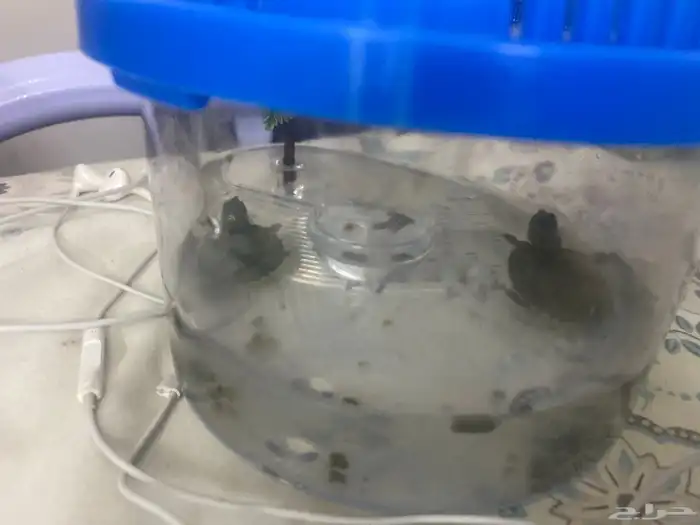 سلاحف وحده عمرها شهر ونص والثانيه اسبوعين ومعاهم اكلهم 2