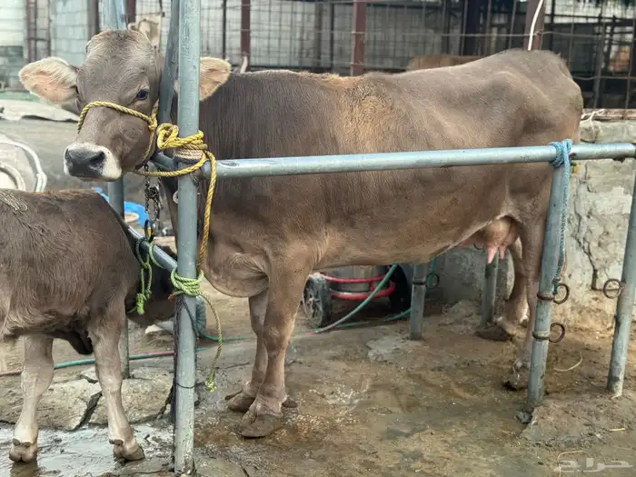 بقره سويسريه براون تحتها عجل 3