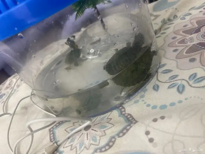 سلاحف وحده عمرها شهر ونص والثانيه اسبوعين ومعاهم اكلهم 1