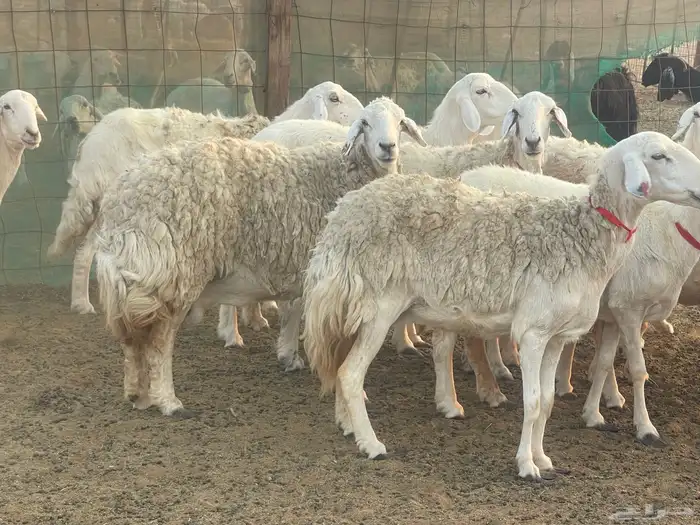 غنم حريات حرش مراح ولد ودفيع غنم كفووو ماشاءالله 8