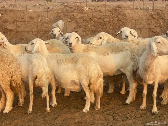 غنم حريات حرش مراح ولد ودفيع غنم كفووو ماشاءالله 5