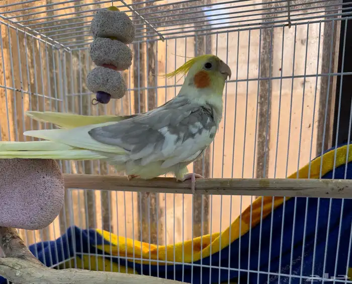 طير كروان ذكر 0