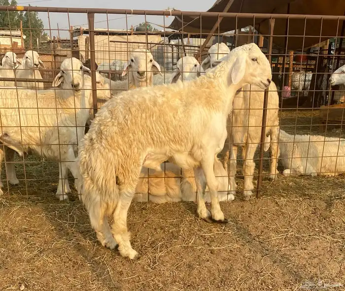 مشروع فحل حري صنف من حلال فهد براك الدعدي 3