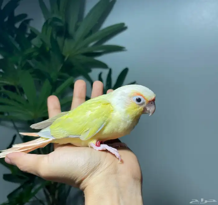 كنيور مون شيك اليف 0