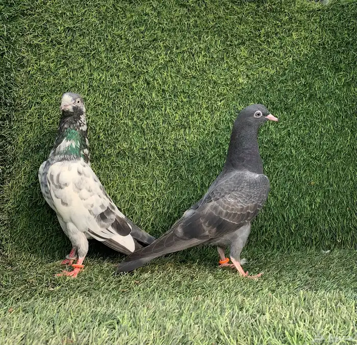 ذكر تيدي شينا بعياله 1