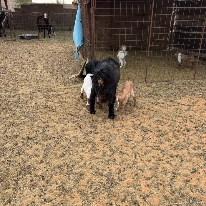 معزا مواليد العدد 2يتبعهن 4 1