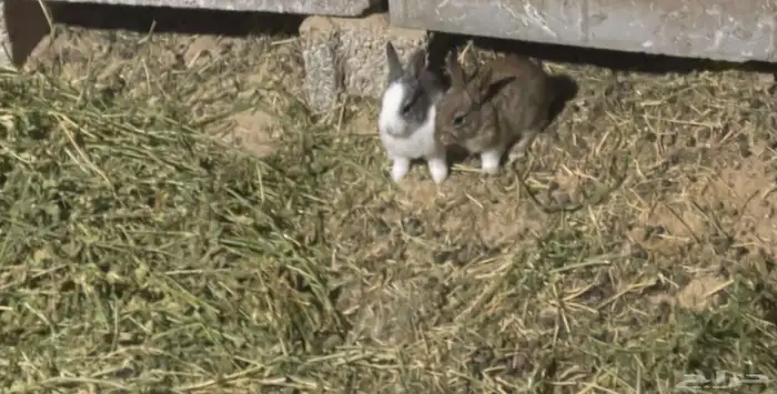 ارانب للبيع 7