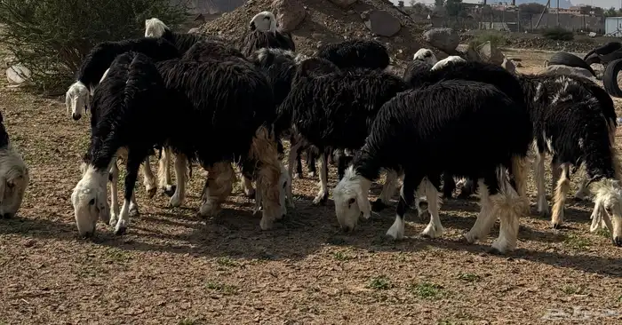 رخال وضأن نجد مواليد ودفيع وضريع 6