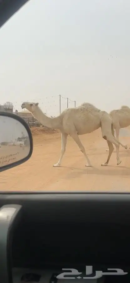 ضرايب وضح كفو 1