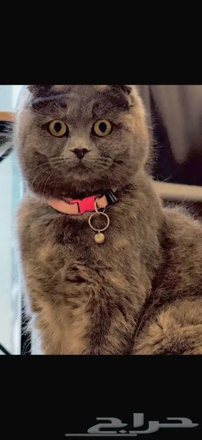 لتبني قطه سكوتش من اب سكوتش ام شيرازي 0
