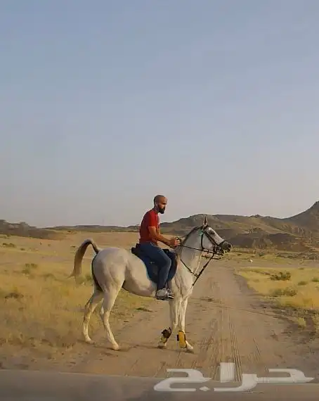 خيل شعبي اصفر 4