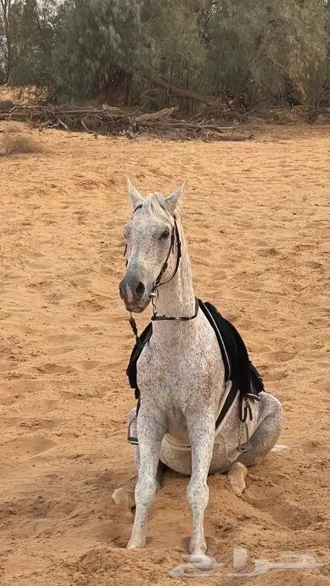 حصان ركوب شعبي 6
