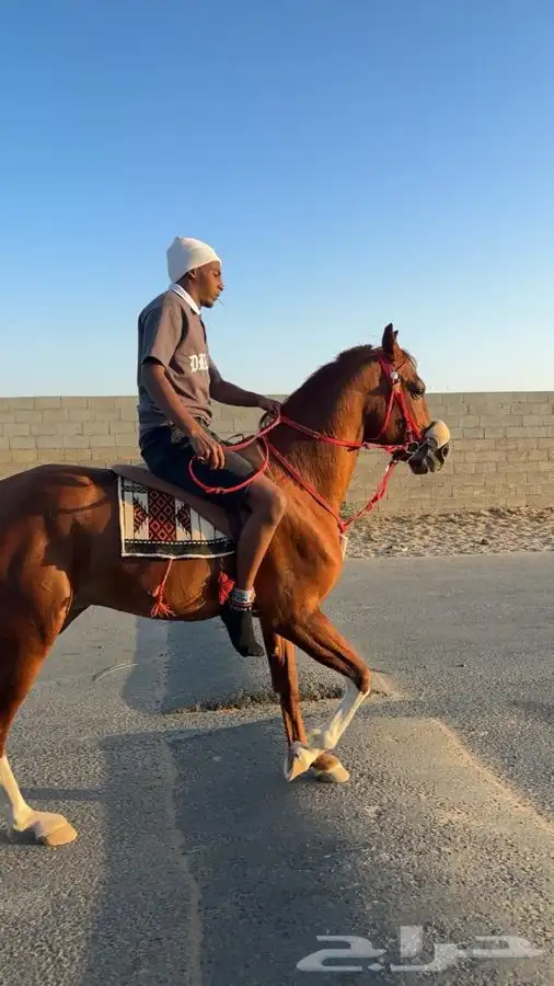 حصان شعبي كفوو وجبر سبع بلكات ونص باقي المقاطع في الواتس 2
