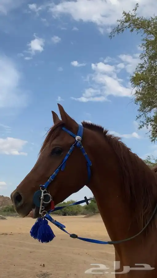 حصان شعبي كفوو وجبر سبع بلكات ونص باقي المقاطع في الواتس 3