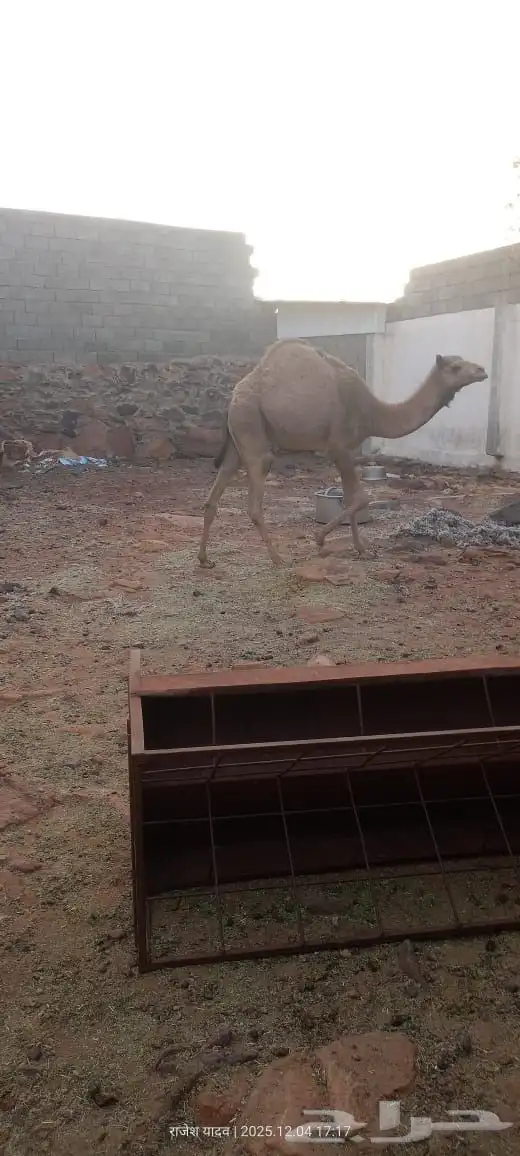 بكره للبيع العمر 8 شهور 1