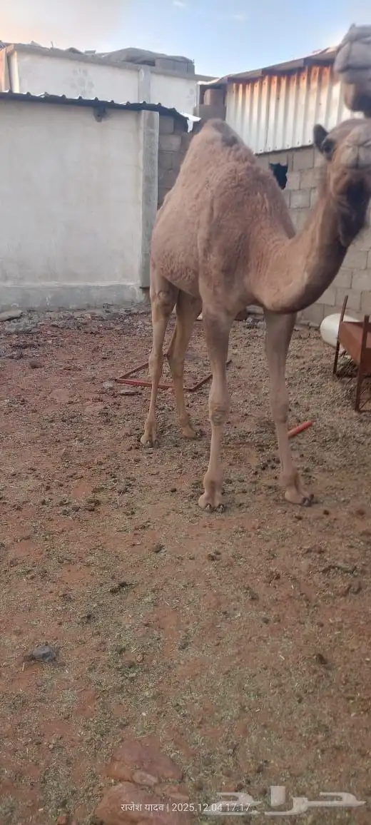 بكره للبيع العمر 8 شهور 2