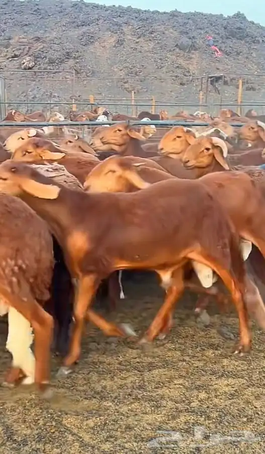 مزرعة للإيجار مكة المكرمة جنوب خط الخواجه 0