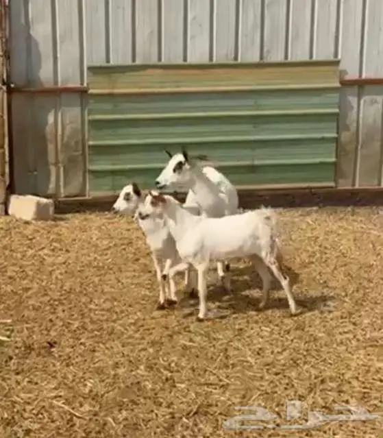 عنز تحتاها 2 تيوس ذبايح 0