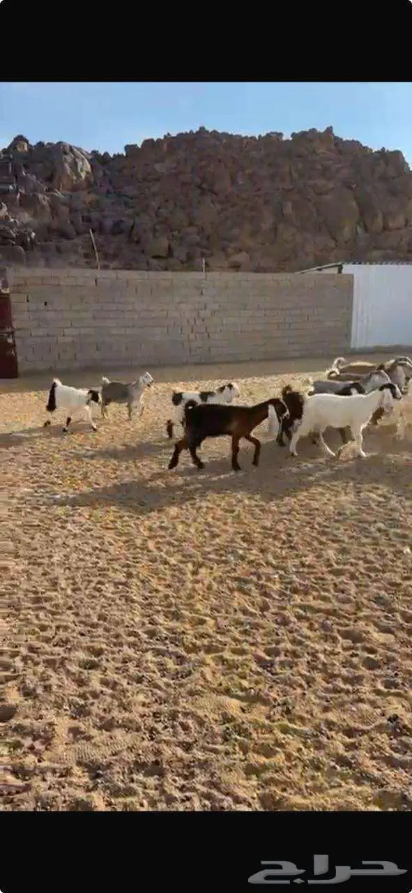 جفرات عوارض أعمارها 5 شهور 1