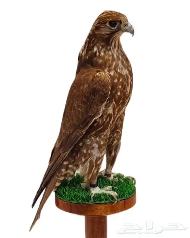 للبيع صقور محنطة 0