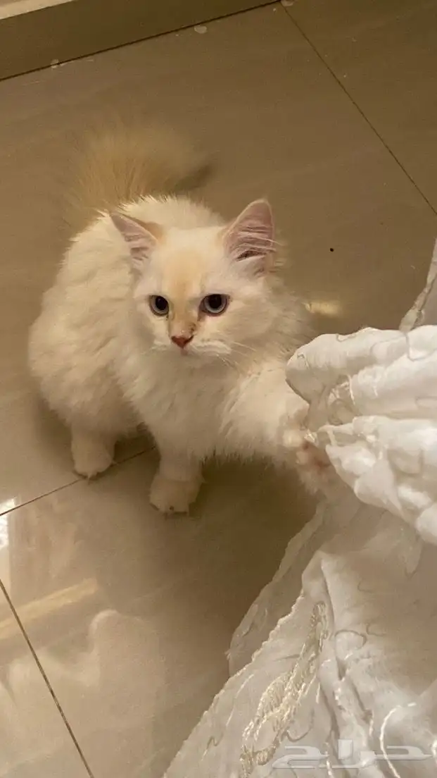 قطوه لتبني 1