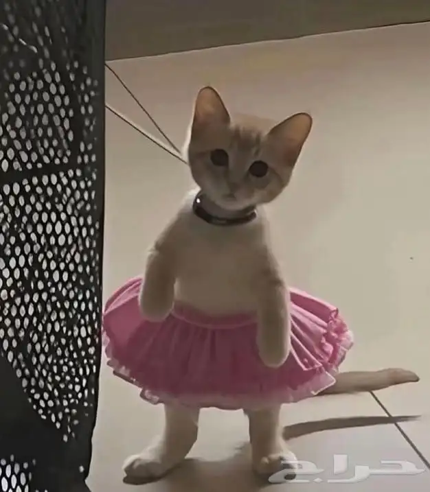 ابي تبني قط صغيرة سكوتش 0