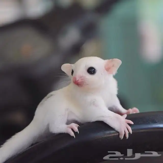 اقبل تبني جميع الحيوانات 0