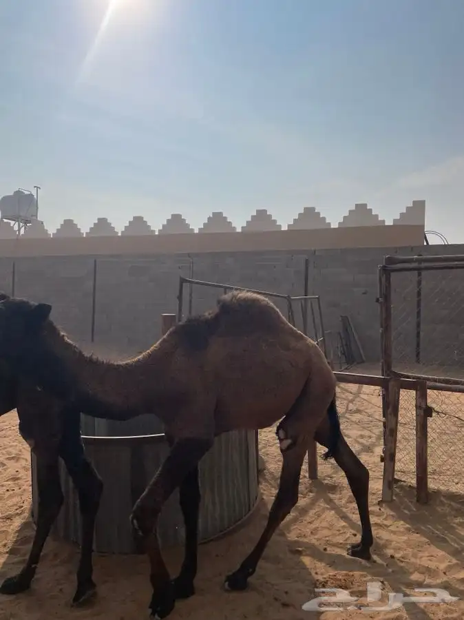 للبيع حاشي مفرود 1