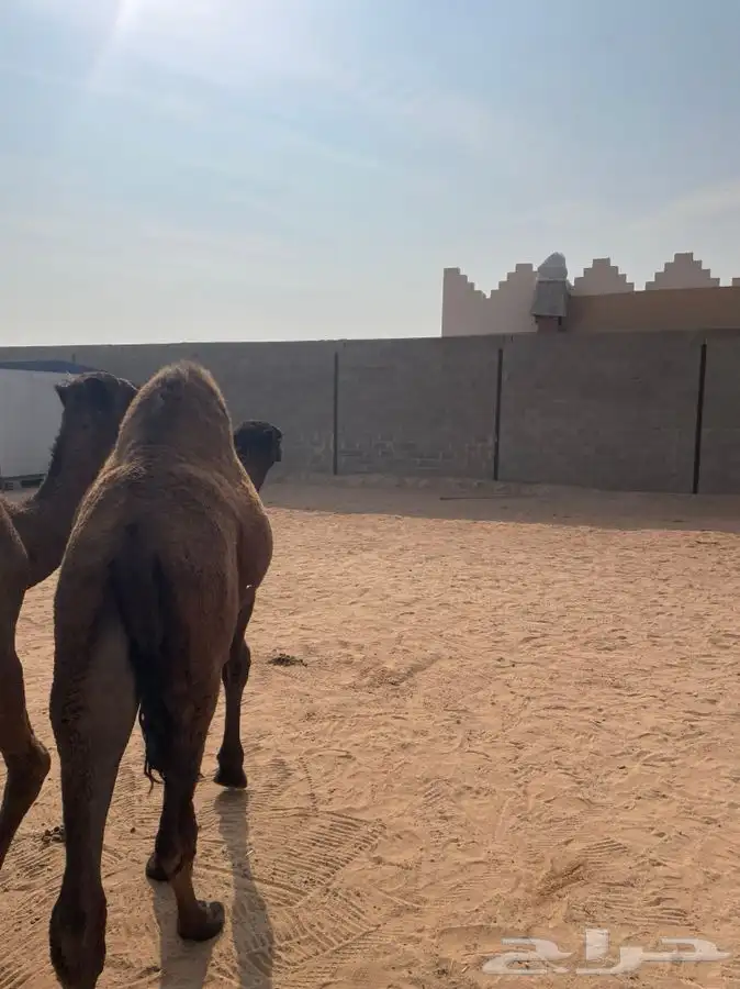 للبيع حاشي مفرود 3