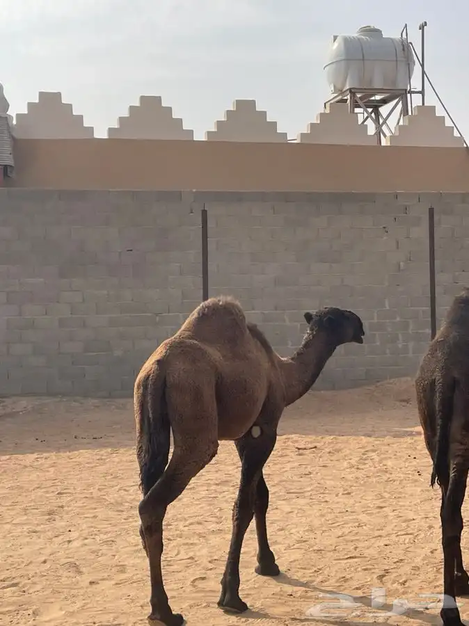 للبيع حاشي مفرود 2