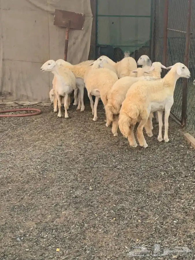 رخال جذعات دفيه 0