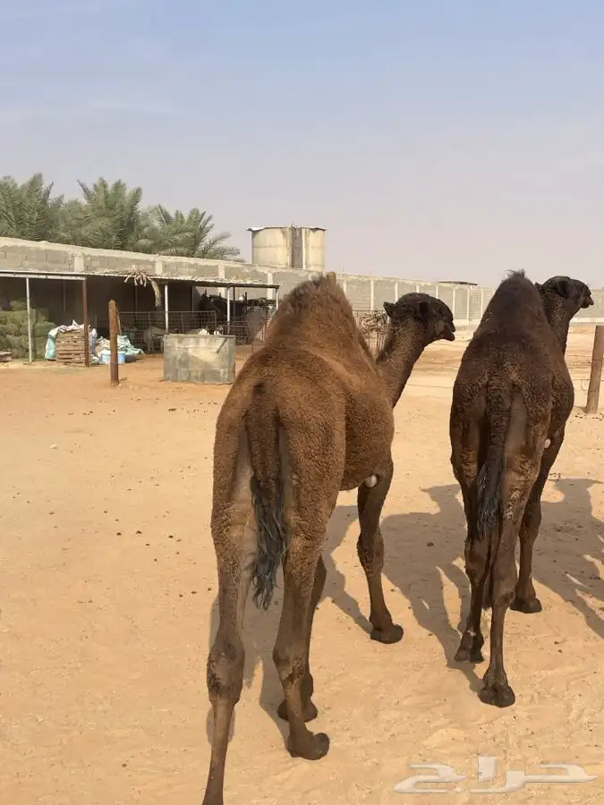 للبيع حاشي مفرود 0