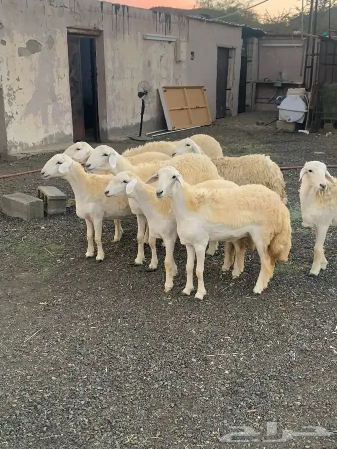 رخال جذعات دفيه 4