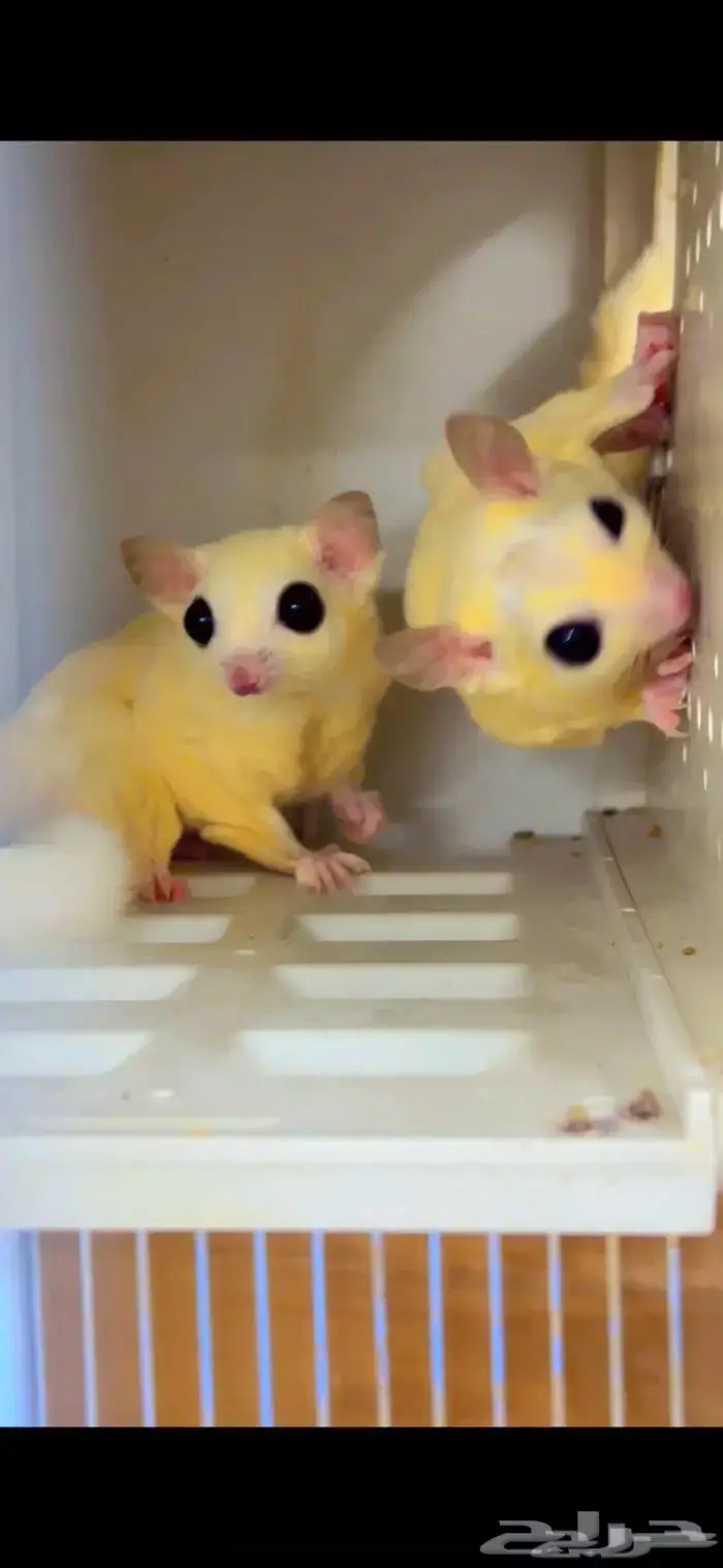 جوز سنجاب الطائر شوقرقلايدر 1