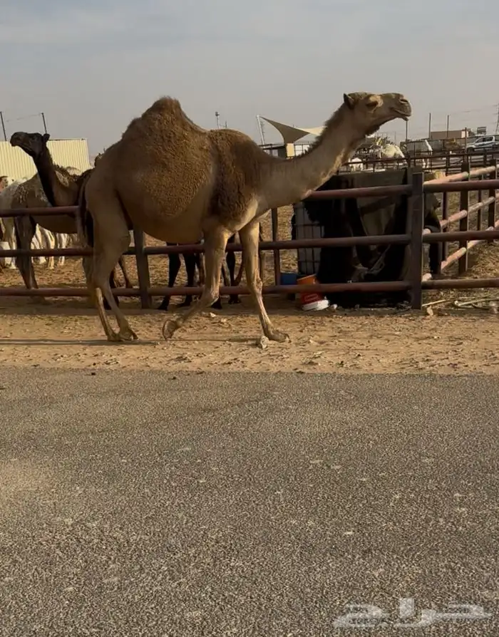 لقحه ثنو ولادها على قريب 0